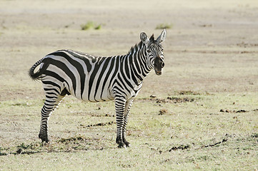 Image showing Plains Zebra