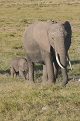 Image showing elephant with calf in Amboseli National Reserve