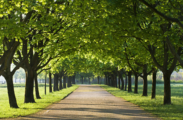 Image showing trees