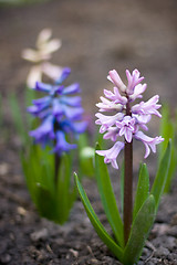 Image showing hyacinth flowers
