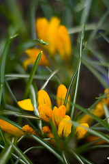 Image showing crocus flowers