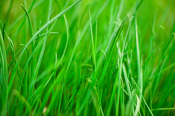 Image showing green grass