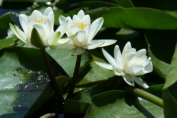 Image showing Water lily - Danube Delta, Romania