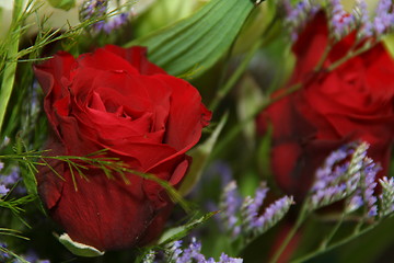 Image showing Red roses