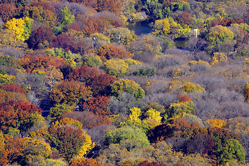 Image showing Tops of trees