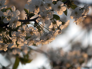 Image showing  Cherry blossom in sunset