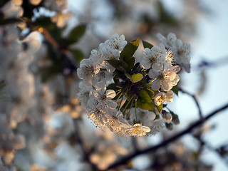 Image showing  Cherry blossom in sunset