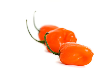 Image showing Three Habanero Peppers