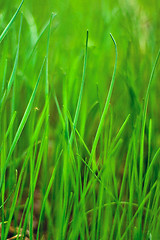 Image showing green grass