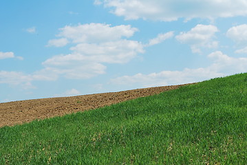 Image showing Sky And Grass