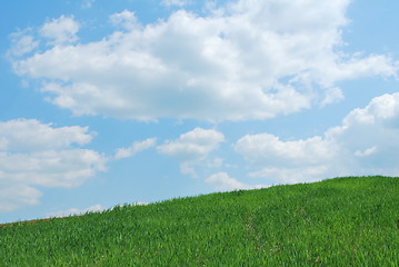 Image showing Sky And Grass