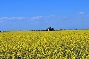 Image showing Yellow Field