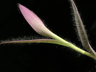 Image showing Hairy