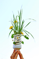 Image showing Eco Light Bulb With Flowers