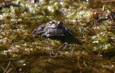 Image showing frog in the swamp