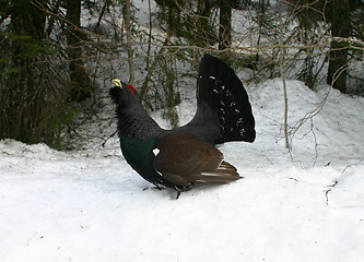 Image showing wood grouse