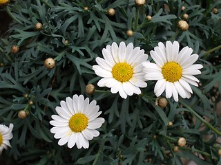 Image showing marguerites