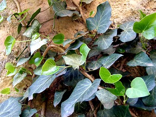 Image showing ivy