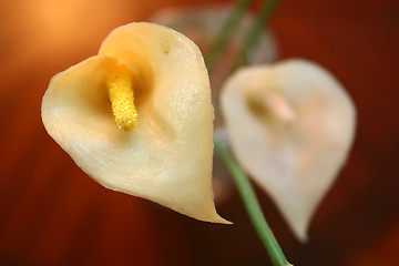 Image showing Flower closeup, Perfect for a background with space for text