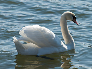 Image showing swan