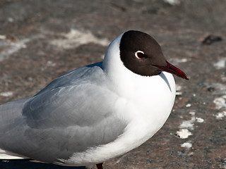 Image showing black-headed gull