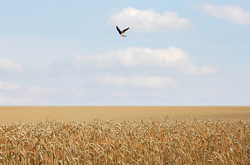 Image showing Cornfield with Bird