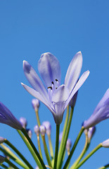 Image showing Lily Bloom