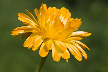 Image showing Marigold