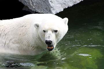 Image showing Polar Bear