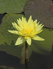 Image showing Yellow Water Lily