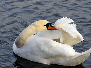 Image showing Swan