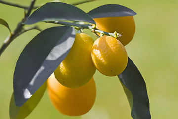 Image showing Kumquat