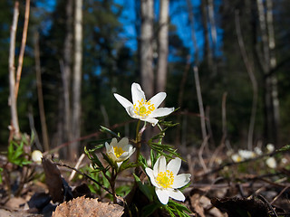 Image showing anemone nemorosa