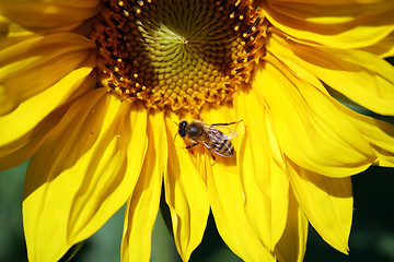 Image showing Sunflower with Bee