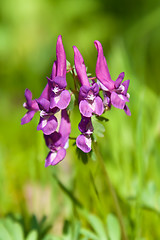 Image showing Purple Flower