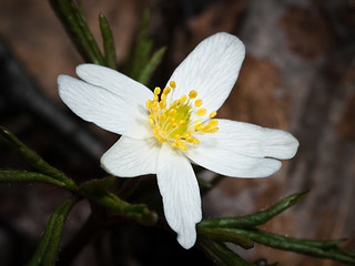 Image showing anemone nemorosa