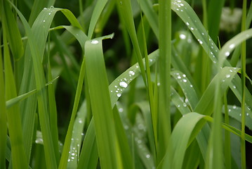 Image showing waterdrops