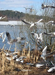 Image showing Seagulls