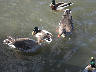 Image showing Geese and ducks