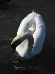 Image showing Swan