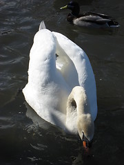 Image showing Swan and duck