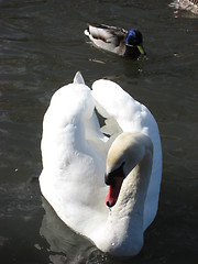 Image showing Duck following a swan