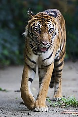 Image showing Tiger