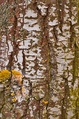 Image showing birch bark