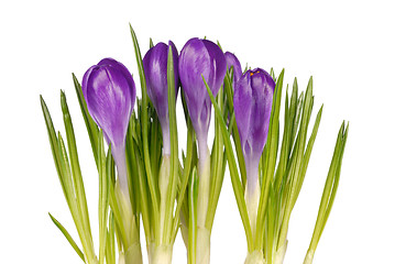 Image showing Crocuses