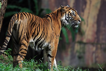 Image showing Tiger