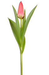 Image showing Tulip