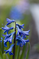 Image showing blue hyacinth