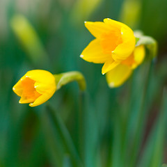 Image showing yellow narcissuses 