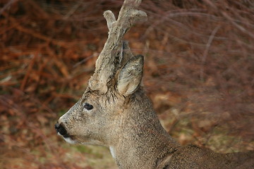 Image showing capreolus capreolus 